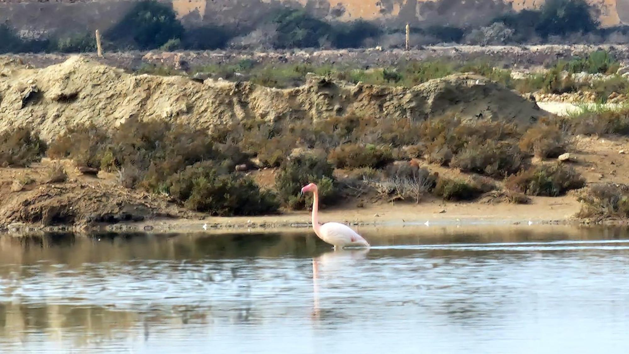 Flamingos View Apartment In Cabo De Gata El Pozo del Cabo Ngoại thất bức ảnh